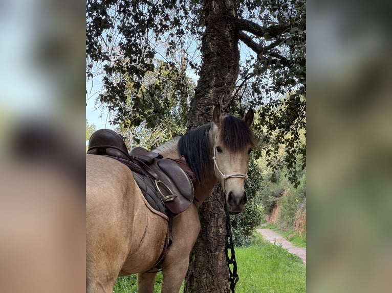 Andaluces Caballo castrado 4 años 161 cm Bayo in Valencia