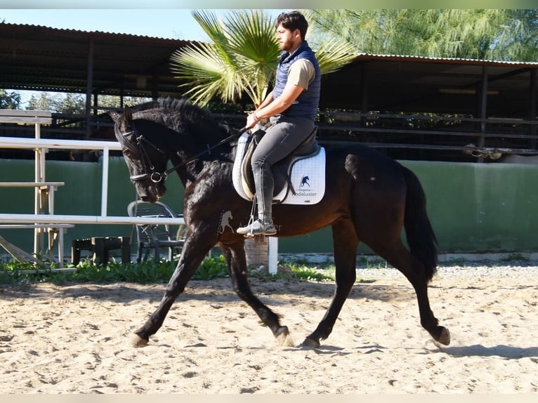 Andaluces Caballo castrado 4 años 161 cm Negro in Provinz Malaga