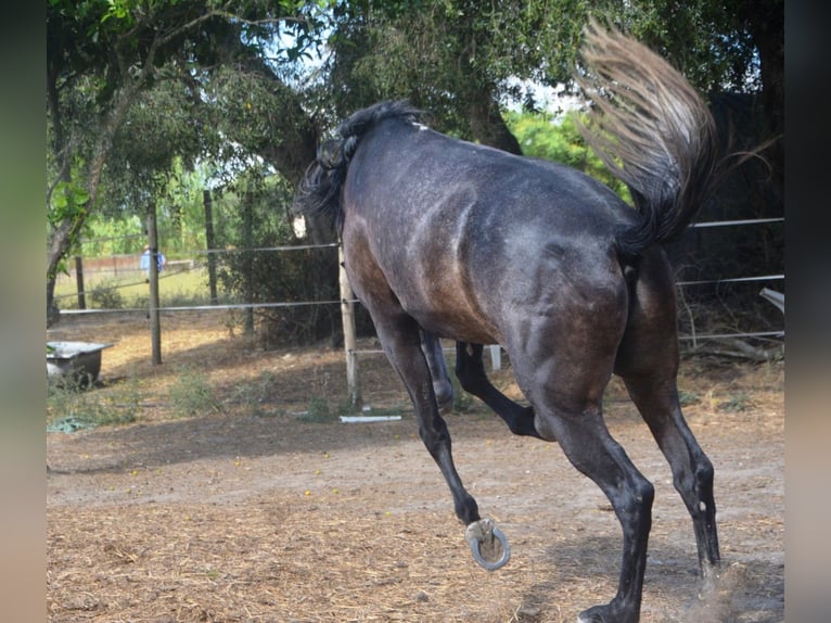 Andaluces Caballo castrado 4 años 161 cm Tordillo negro in Vejer de la Frontera