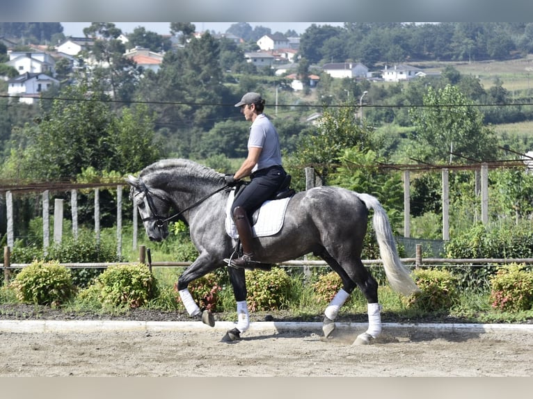 Andaluces Caballo castrado 4 años 161 cm Tordo rodado in Arenas de San Pedro