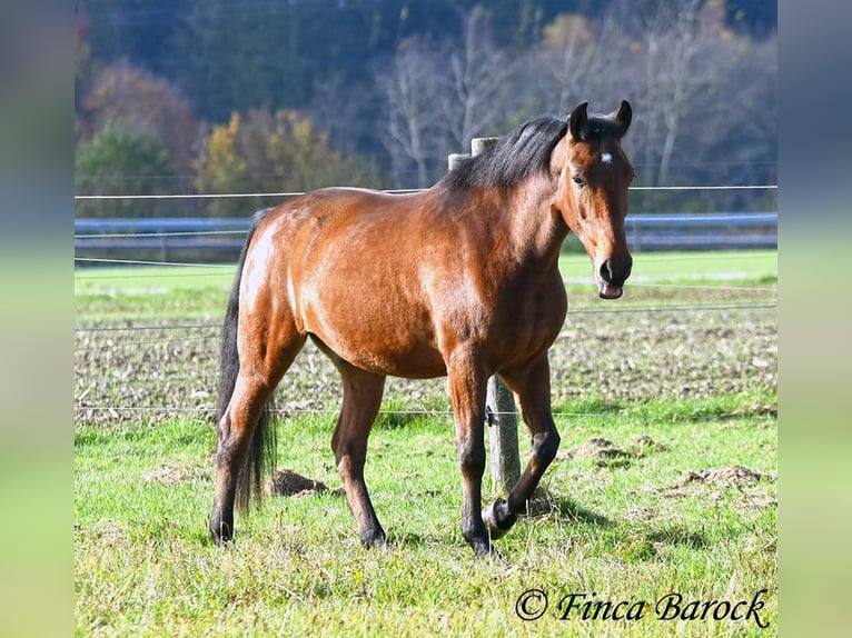 Andaluces Caballo castrado 4 años 162 cm Castaño in Wiebelsheim