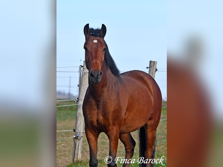 Andaluces Caballo castrado 4 años 162 cm Castaño in Wiebelsheim