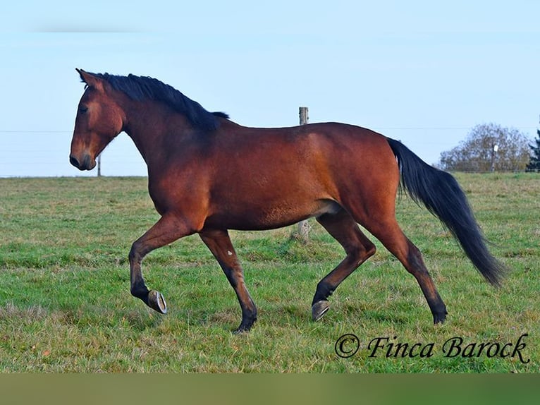 Andaluces Caballo castrado 4 años 162 cm Castaño in Wiebelsheim