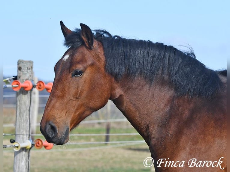 Andaluces Caballo castrado 4 años 162 cm Castaño in Wiebelsheim