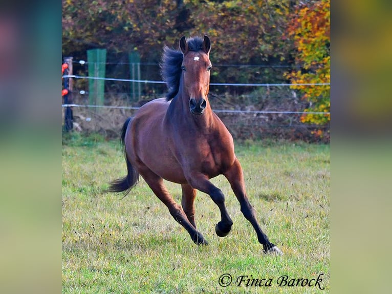 Andaluces Caballo castrado 4 años 162 cm Castaño in Wiebelsheim