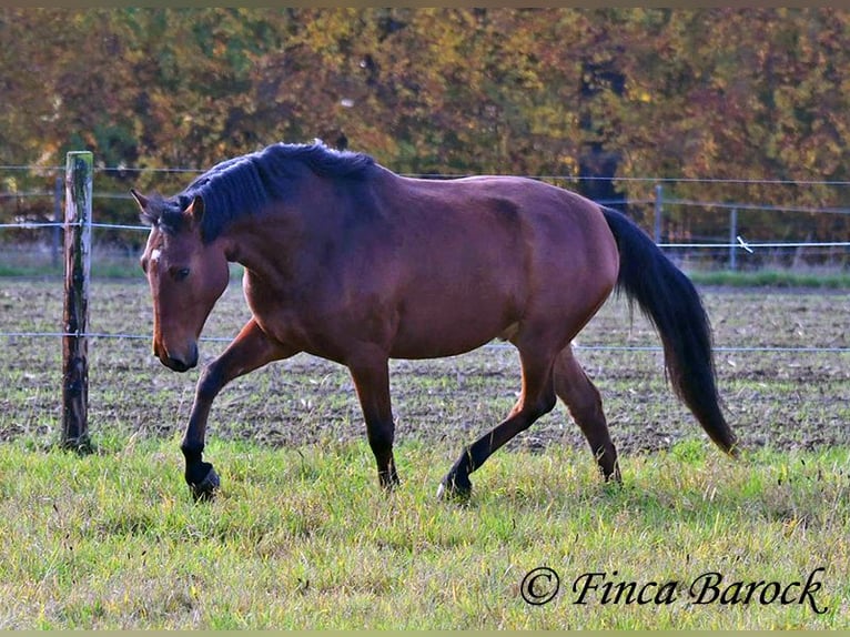 Andaluces Caballo castrado 4 años 162 cm Castaño in Wiebelsheim