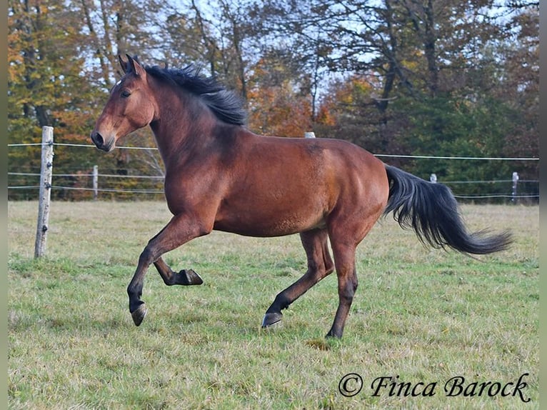 Andaluces Caballo castrado 4 años 162 cm Castaño in Wiebelsheim