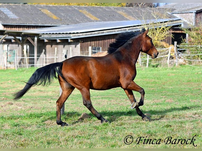 Andaluces Caballo castrado 4 años 162 cm Castaño in Wiebelsheim