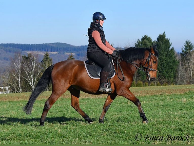 Andaluces Caballo castrado 4 años 162 cm Castaño in Wiebelsheim