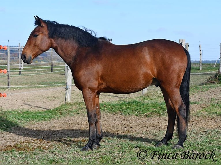 Andaluces Caballo castrado 4 años 162 cm Castaño in Wiebelsheim