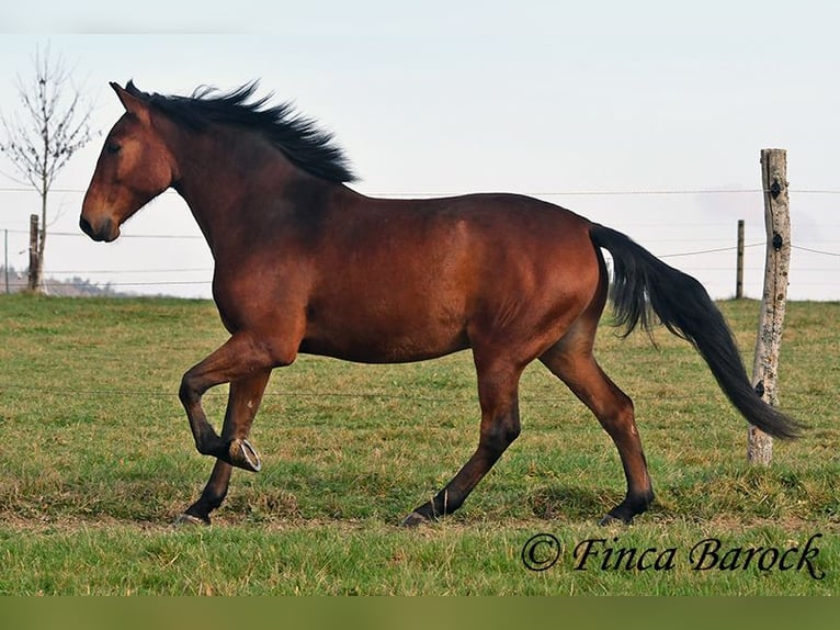 Andaluces Caballo castrado 4 años 162 cm Castaño in Wiebelsheim