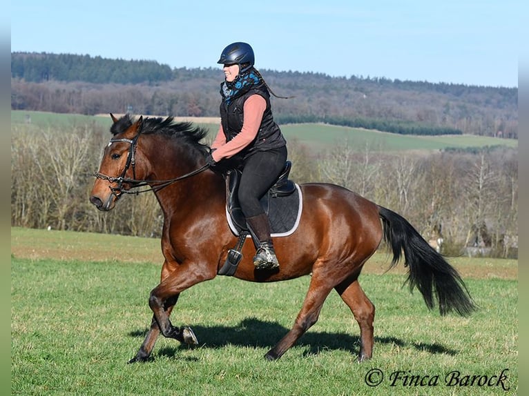 Andaluces Caballo castrado 4 años 162 cm Castaño in Wiebelsheim