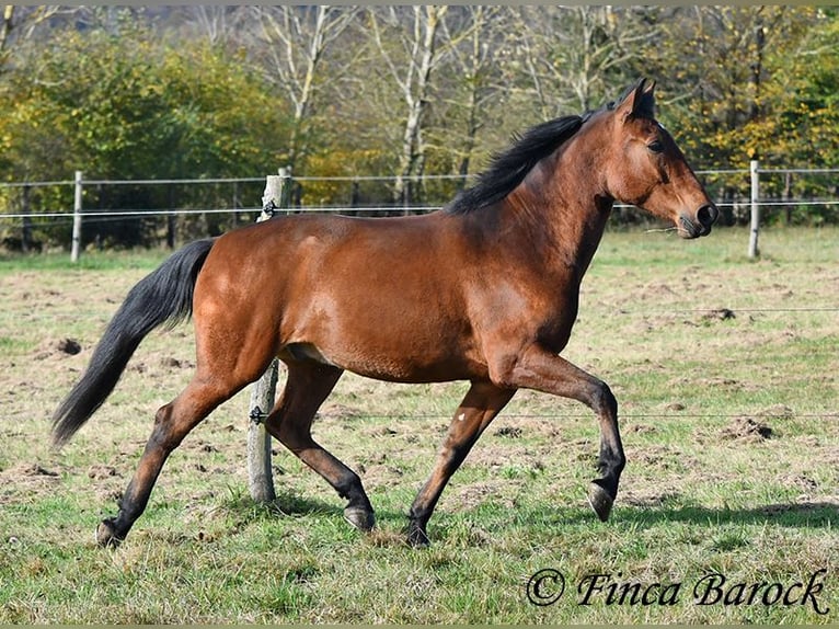 Andaluces Caballo castrado 4 años 162 cm Castaño in Wiebelsheim