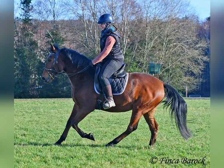 Andaluces Caballo castrado 4 años 162 cm Castaño in Wiebelsheim