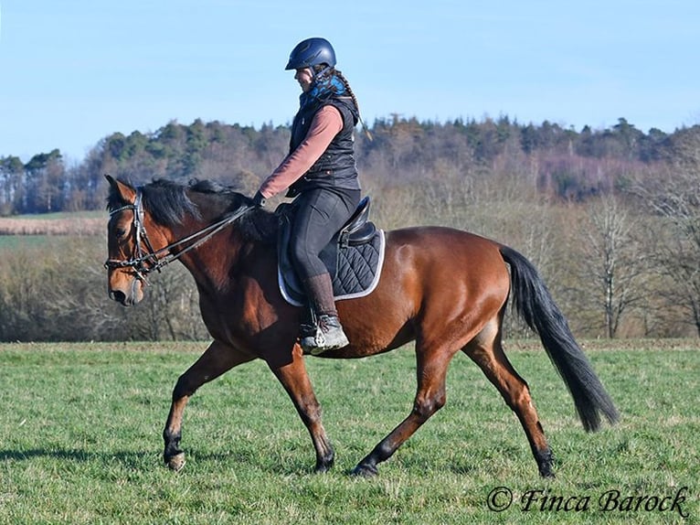 Andaluces Caballo castrado 4 años 162 cm Castaño in Wiebelsheim