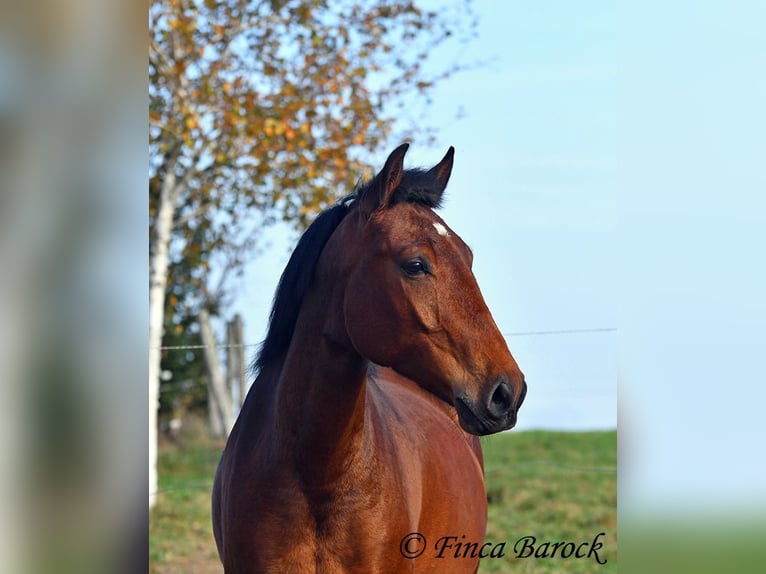 Andaluces Caballo castrado 4 años 162 cm Castaño in Wiebelsheim