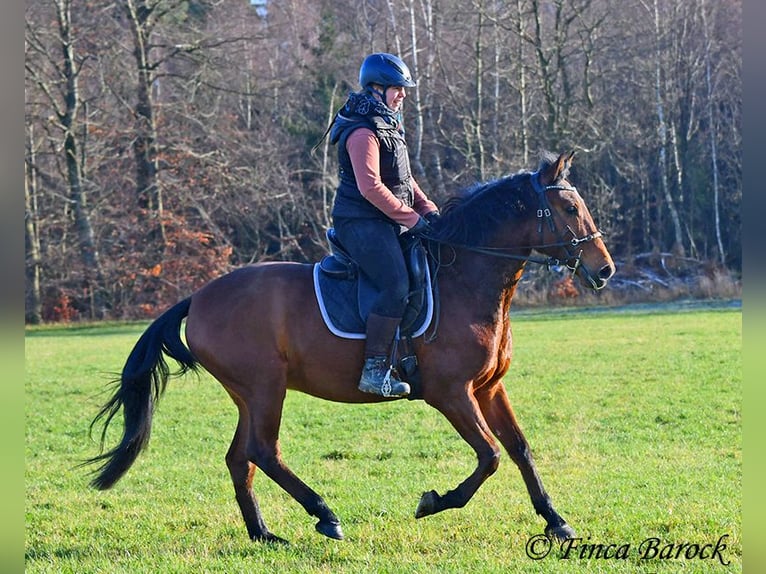 Andaluces Caballo castrado 4 años 162 cm Castaño in Wiebelsheim