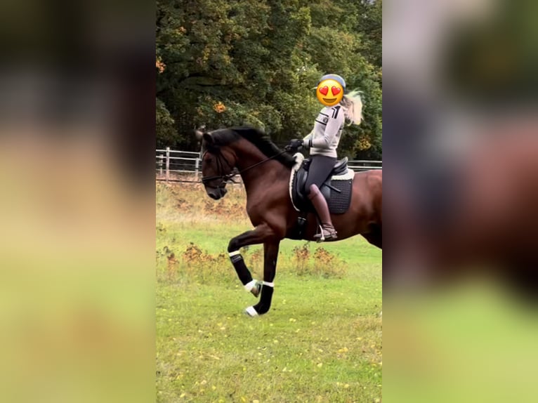 Andaluces Caballo castrado 4 años 162 cm Castaño oscuro in Osterode am Harz