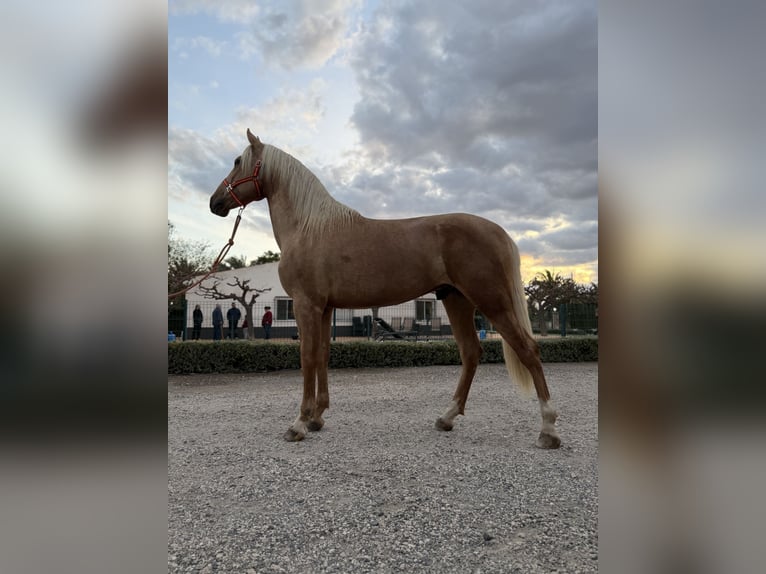 Andaluces Caballo castrado 4 años 162 cm Palomino in Novelda
