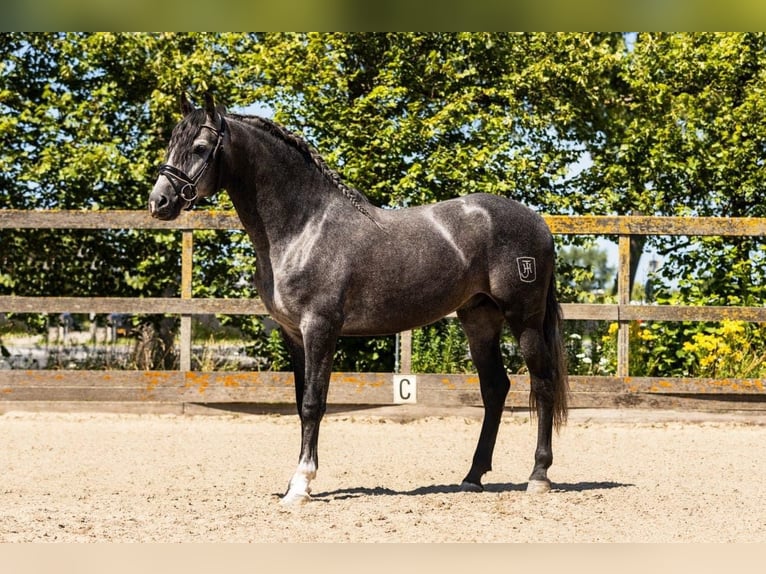 Andaluces Caballo castrado 4 años 162 cm Tordo in Sm