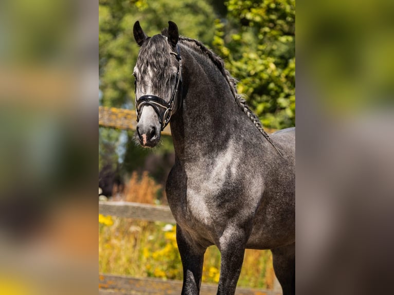 Andaluces Caballo castrado 4 años 162 cm Tordo in Sm