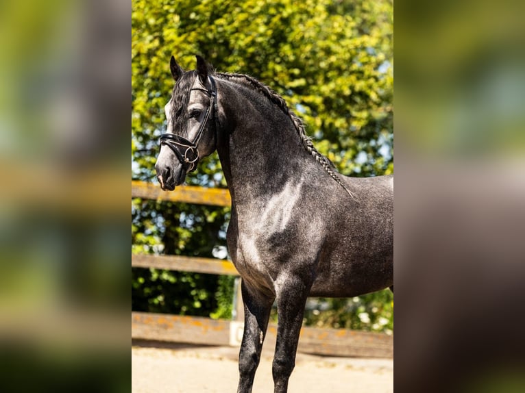 Andaluces Caballo castrado 4 años 162 cm Tordo in Sm