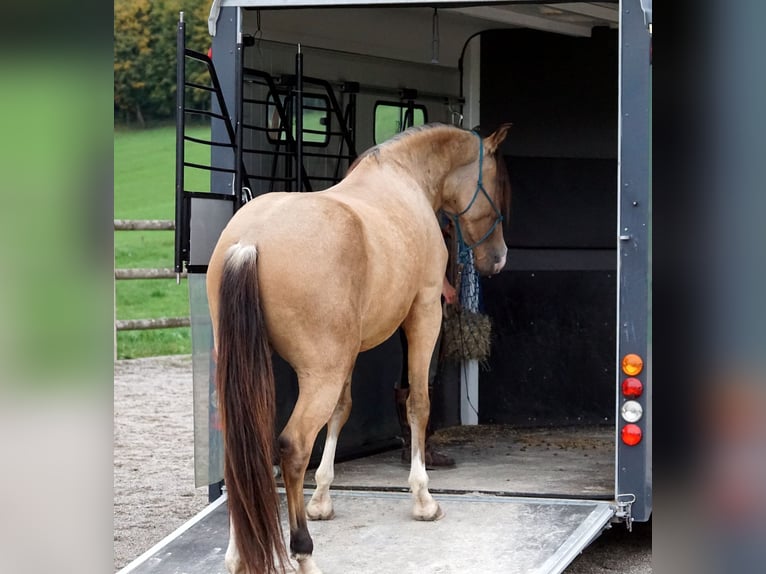 Andaluces Caballo castrado 4 años 163 cm Bayo in Grassau