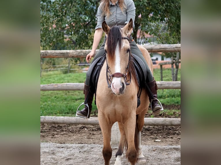 Andaluces Caballo castrado 4 años 163 cm Bayo in Grassau