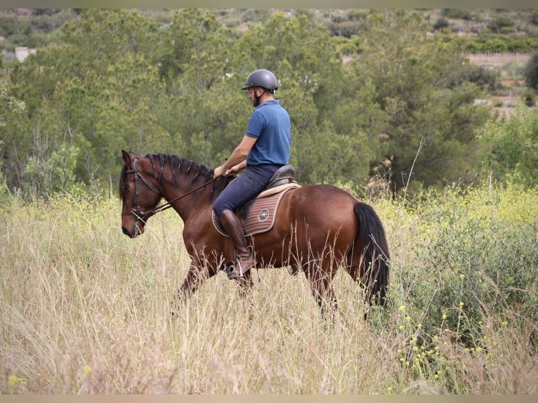 Andaluces Caballo castrado 4 años 163 cm Castaño in Valencia