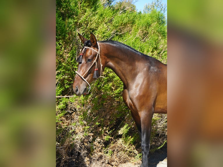 Andaluces Caballo castrado 4 años 163 cm Castaño rojizo in Corona, CA