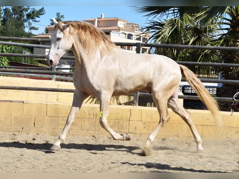 Andaluces Caballo castrado 4 años 164 cm Perla in Coin