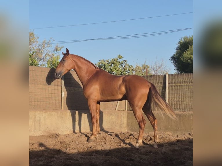 Andaluces Caballo castrado 4 años 165 cm Alazán in Vejer de la Frontera