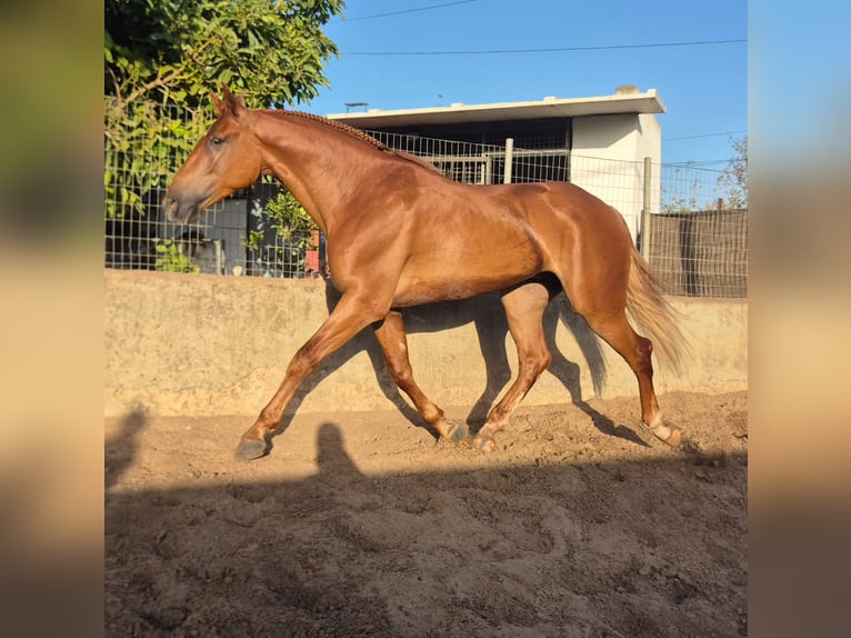 Andaluces Caballo castrado 4 años 165 cm Alazán in Vejer de la Frontera