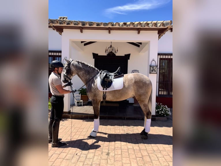 Andaluces Caballo castrado 4 años 165 cm Tordo in Palma del Rio