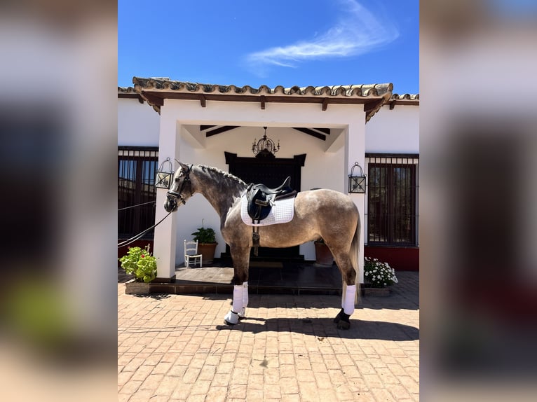 Andaluces Caballo castrado 4 años 165 cm Tordo in Palma del Rio