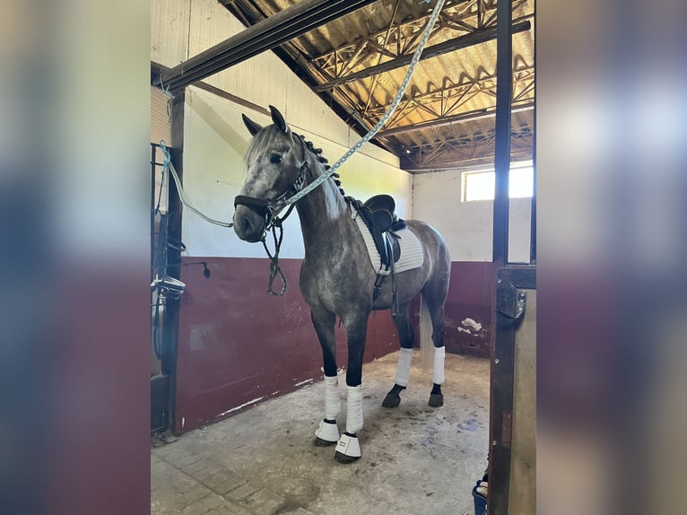 Andaluces Caballo castrado 4 años 165 cm Tordo in Palma del Rio