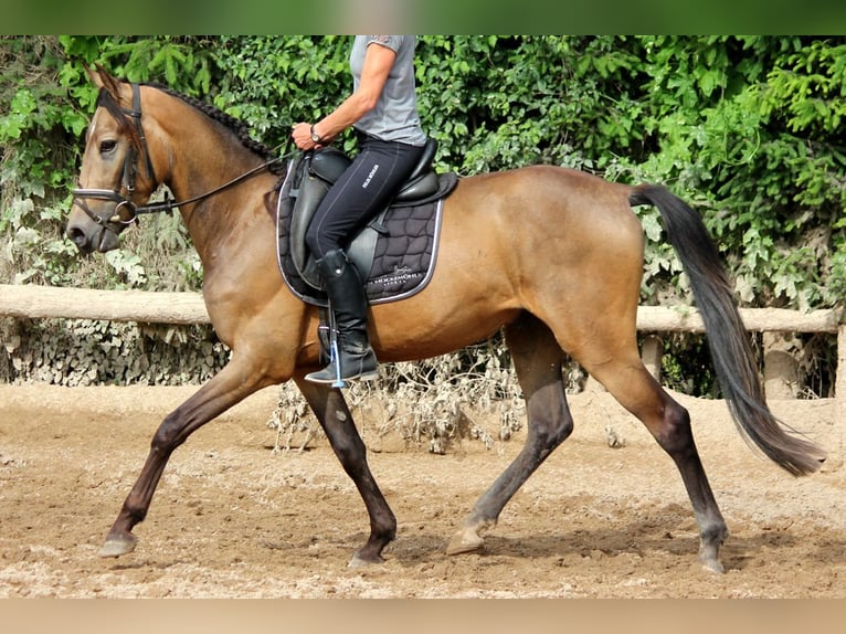 Andaluces Caballo castrado 4 años 168 cm Bayo in Bad Mergentheim