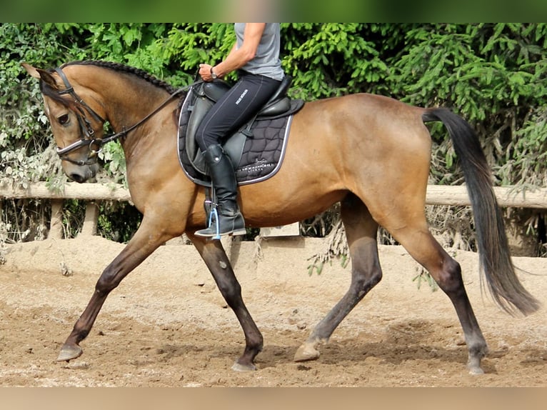 Andaluces Caballo castrado 4 años 168 cm Bayo in Bad Mergentheim