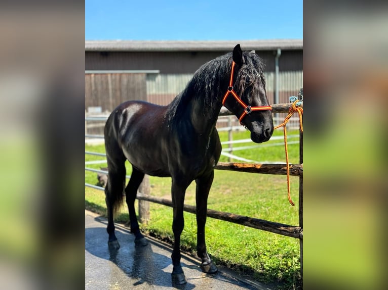 Andaluces Caballo castrado 4 años 170 cm Negro in Affoltern am Albis