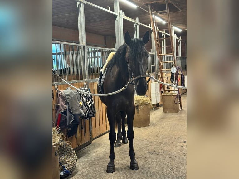 Andaluces Caballo castrado 4 años 170 cm Negro in Affoltern am Albis