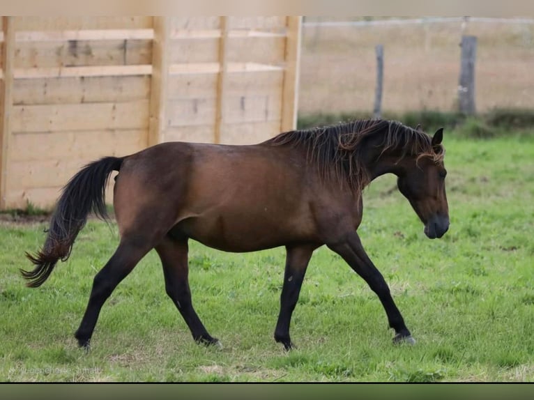 Andaluces Mestizo Caballo castrado 4 años Castaño in Bissendorf