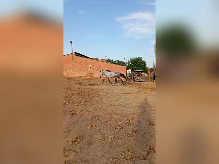 Andaluces Caballo castrado 4 años Tordo rodado in El Aeroport Del Prat