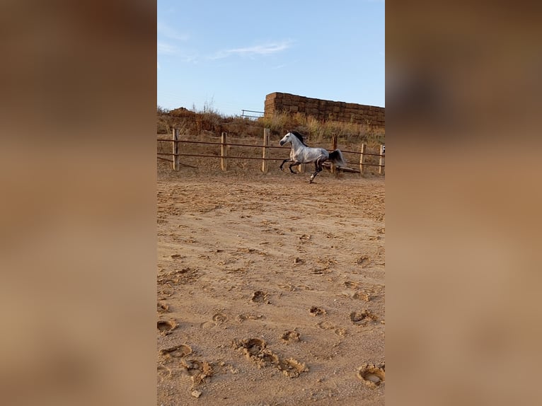 Andaluces Caballo castrado 4 años Tordo rodado in El Aeroport Del Prat