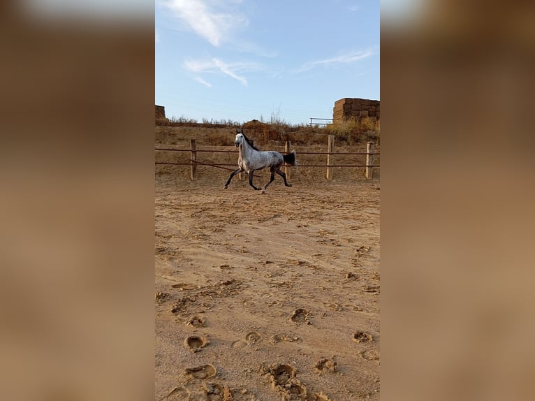 Andaluces Caballo castrado 4 años Tordo rodado in El Aeroport Del Prat