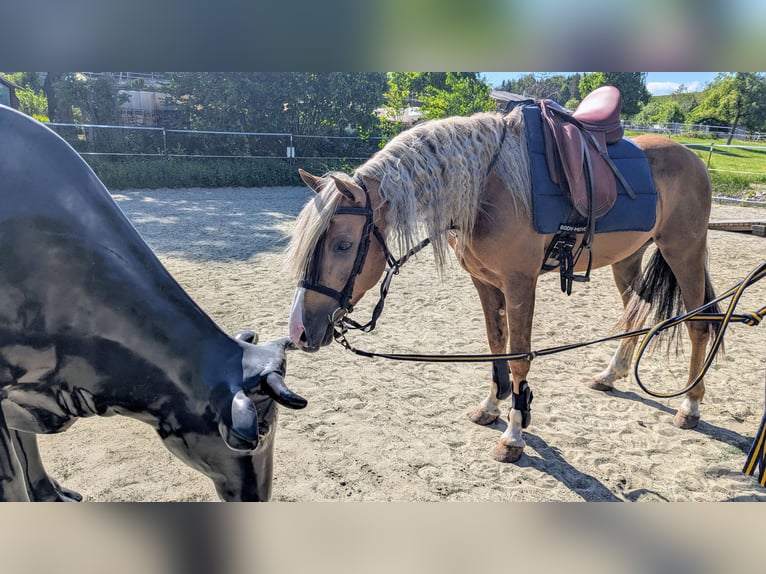 Andaluces Caballo castrado 5 años 145 cm Palomino in Engen