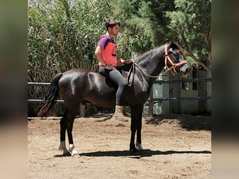 Andaluces Caballo castrado 5 años 147 cm Negro in Adra Almeria