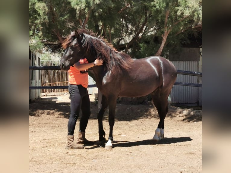 Andaluces Caballo castrado 5 años 147 cm Negro in Adra Almeria