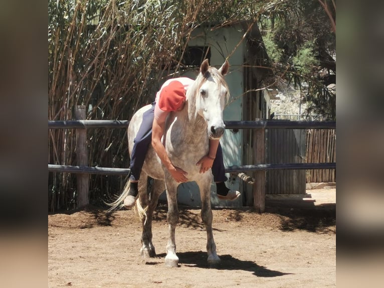 Andaluces Caballo castrado 5 años 148 cm Tordo in Adra Almeria
