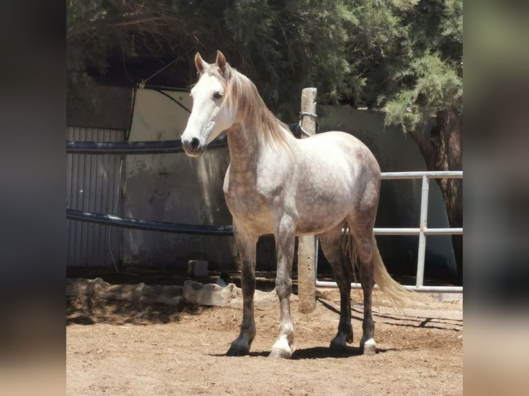 Andaluces Caballo castrado 5 años 148 cm Tordo in Adra Almeria