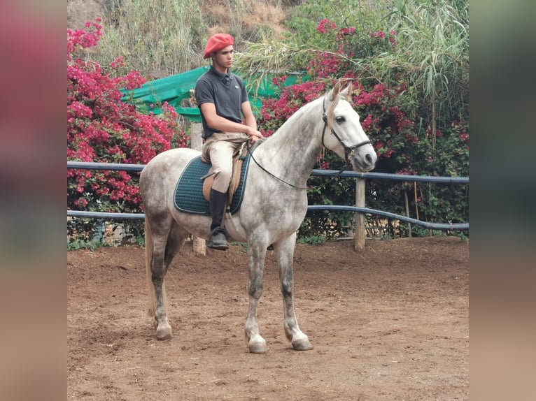 Andaluces Caballo castrado 5 años 148 cm Tordo in Adra Almeria